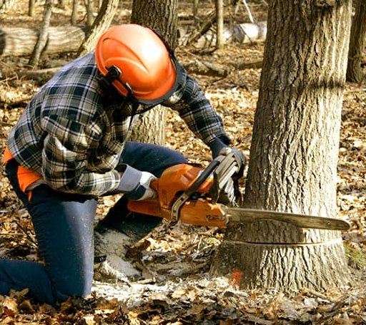 Tree Removal in Addison, ME